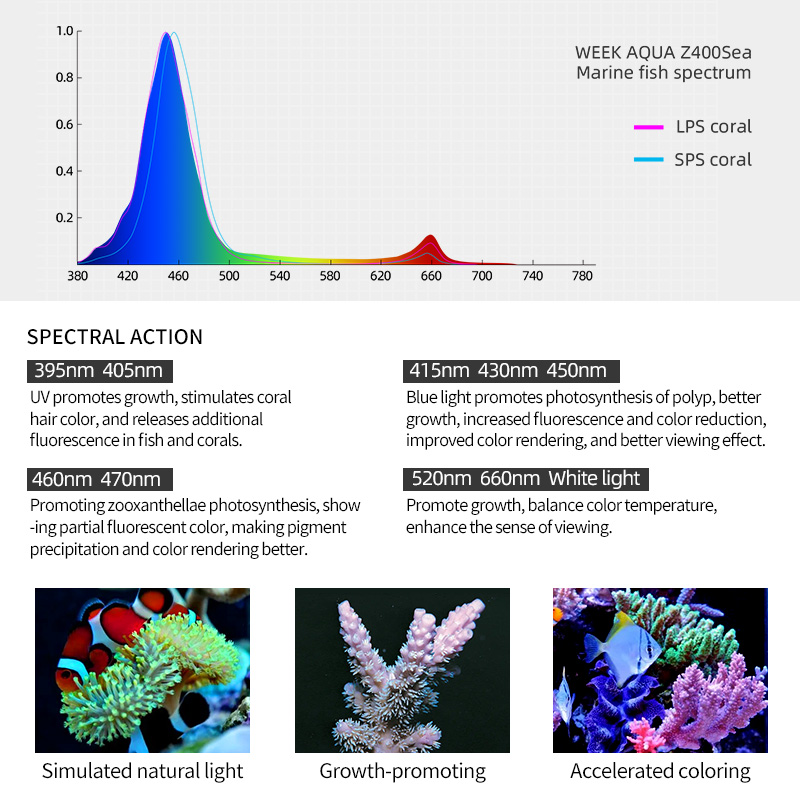 ZXY Hot Sale WEEKAQUA Z250 Z40 - Aquarium Blue Marine ulasan dan harga